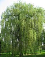 White Willow Trees